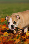 English Bulldog puppy