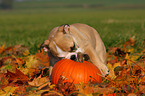 English Bulldog puppy