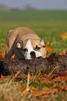 English Bulldog puppy