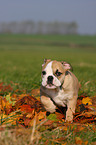 English Bulldog puppy