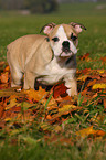 English Bulldog puppy