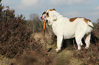 English Bulldog