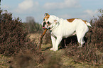 English Bulldog