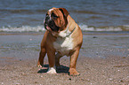 English Bulldog