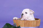 English Bulldog Puppy