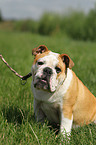 sitting English Bulldog