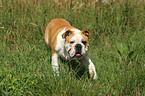 walking English Bulldog