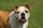 English Bulldog Portrait