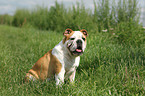 sitting English Bulldog