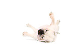 rolling English Bulldog