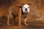 standing young English Bulldog