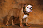 standing young English Bulldog