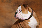 English Bulldog Portrait