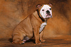 sitting young English Bulldog