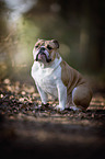 sitting English Bulldog
