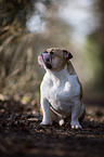 sitting English Bulldog