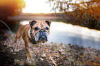 English Bulldog