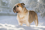 English Bulldog stands in snow