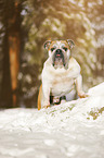 English Bulldog stands in snow