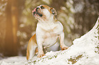 English Bulldog stands in snow