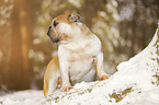 English Bulldog stands in snow