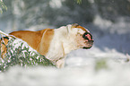 English Bulldog in the snow