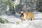 English Bulldog stands in snow