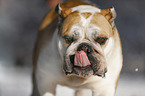 English Bulldog Portrait