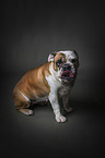 sitting English Bulldog