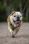running English Bulldog