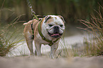 walking English Bulldog