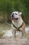 standing English Bulldog