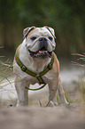 standing English Bulldog