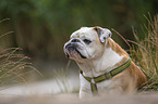 English Bulldog Portrait