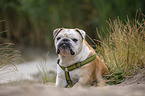 lying English Bulldog