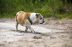 walking English Bulldog
