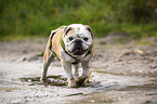 walking English Bulldog