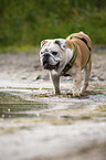 walking English Bulldog