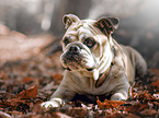 lying English Bulldog