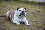 lying English Bulldog