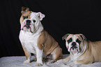 English Bulldogs