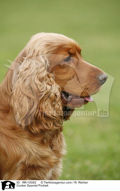 Cocker Spaniel Portrait / Cocker Spaniel Portrait / RR-10082