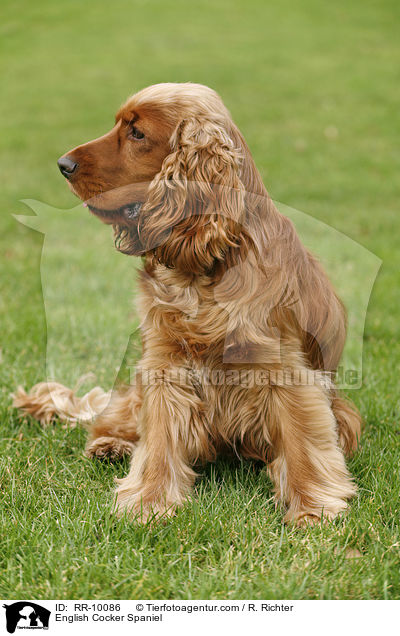 English Cocker Spaniel / English Cocker Spaniel / RR-10086