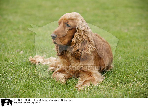 English Cocker Spaniel / English Cocker Spaniel / RR-10088