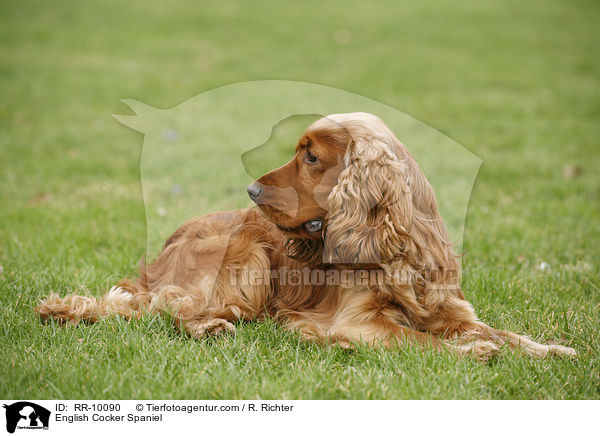 English Cocker Spaniel / English Cocker Spaniel / RR-10090