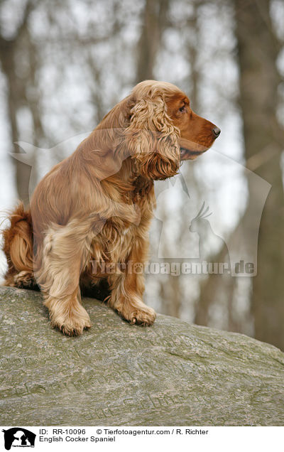English Cocker Spaniel / English Cocker Spaniel / RR-10096
