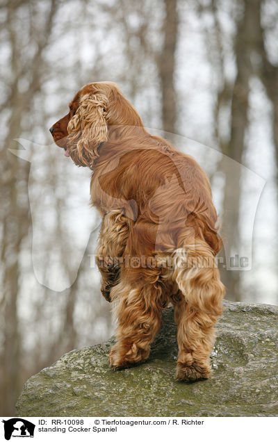 stehender Cocker Spaniel / standing Cocker Spaniel / RR-10098