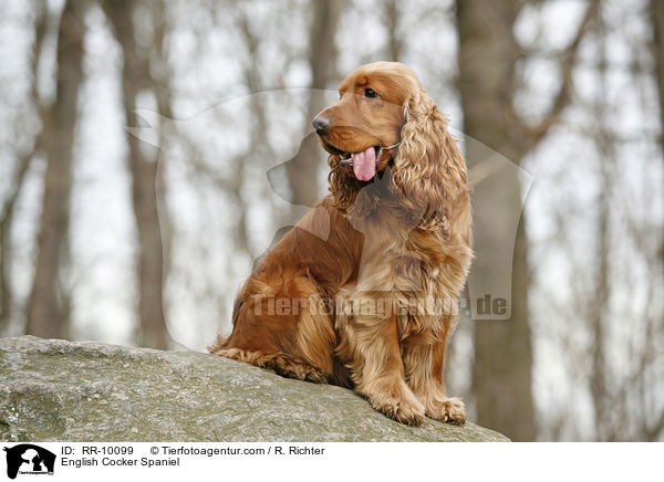 English Cocker Spaniel / English Cocker Spaniel / RR-10099