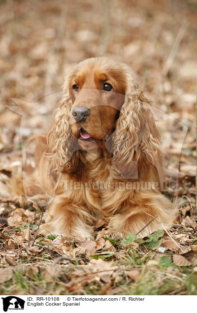 English Cocker Spaniel / English Cocker Spaniel / RR-10108
