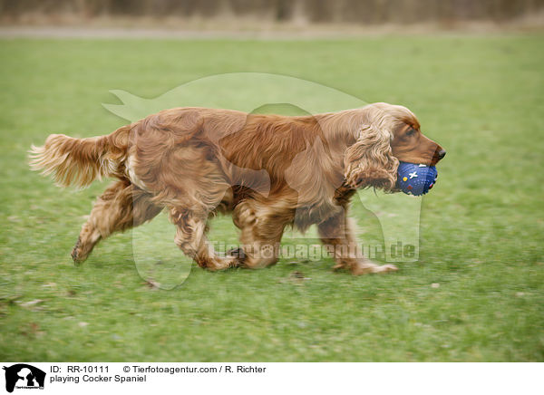 spielender Cocker Spaniel / playing Cocker Spaniel / RR-10111